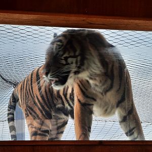 Sumatran Tiger