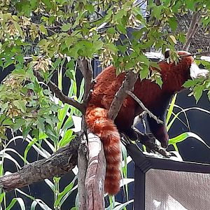 Red Panda