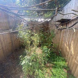 Red-bellied tamarin enclosure 290723