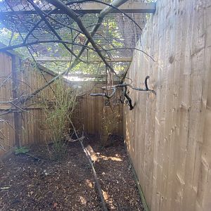 Black-tailed marmoset enclosure 290723