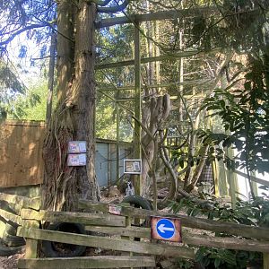 Ring-tailed lemur and Red-fronted lemur enclosure 290723