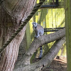 Ring-tailed lemur 290723