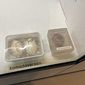 Oceanium- Komodo dragon models (?) 13.7.23