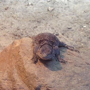 Oceanium- Cuvier’s Madagascar swift 13.7.23