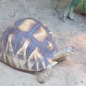 Oceanium- Ploughshare tortoise 13.7.23