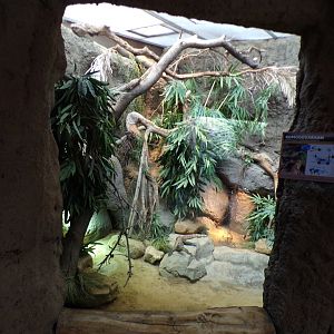Oceanium- Juvenile Komodo Dragon enclosure 13.7.23