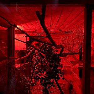 Pygmy slow loris enclosure 290723