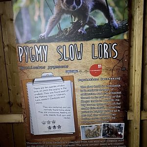 Pygmy slow loris signage 290723