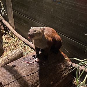 Ring-tailed vontsira 290723