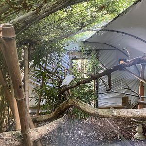 Bali myna aviary 290723