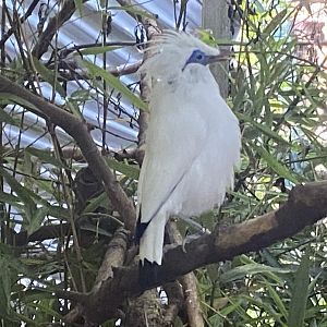 Bali myna 290723