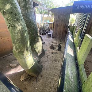 Meerkat enclosure 290723