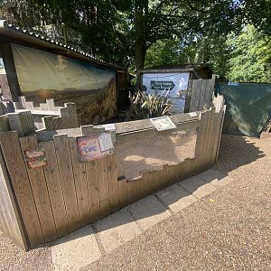 Meerkat enclosure 290723