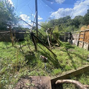 Ring-tailed enclosure 290723