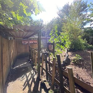 Parma wallaby walkthrough enclosure 290723