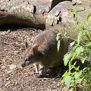 Parma wallaby 290723