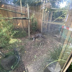Ocelot enclosure 290723
