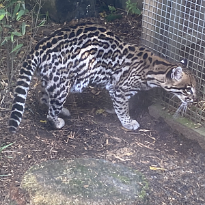 Ocelot 290723