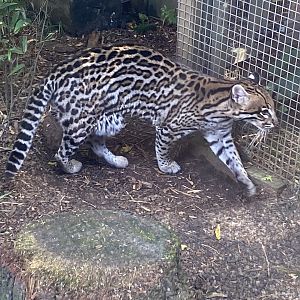 Ocelot 290723