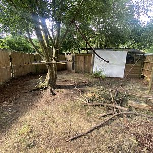 Six-banded armadillo enclosure 290723