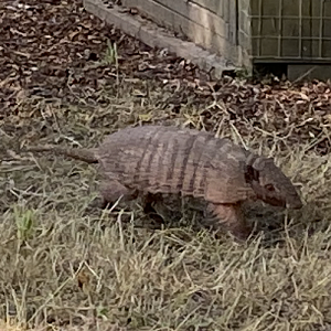Six-banded armadillo 290723
