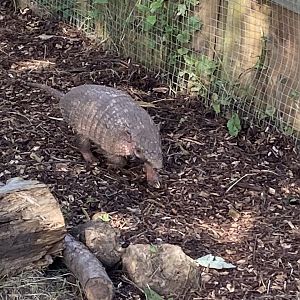 Six-banded armadillo 290723