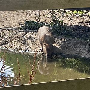 Capybara 290723