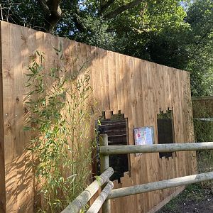 Sri Lankan rusty-spotted cat enclosure 290723