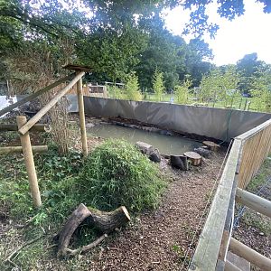 Javan binturong and Asian small-clawed otter enclosure 290723