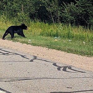 North American black bear