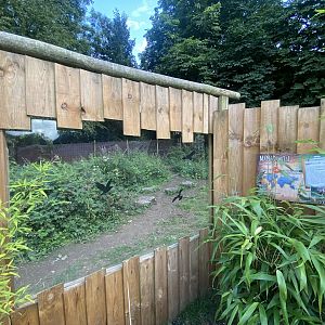 Maned wolf enclosure 290723