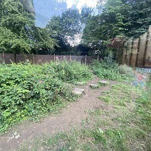 Maned wolf enclosure 290723