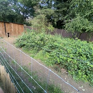 Maned wolf enclosure 290723