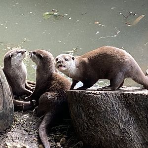 Asian small-clawed otters 290723