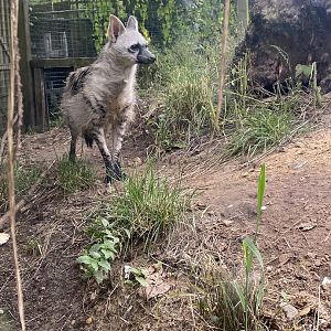 Southern aardwolf 290723