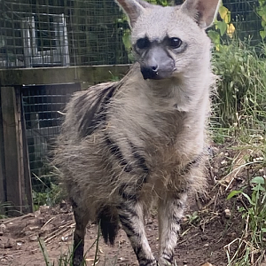 Southern aardwolf 290723