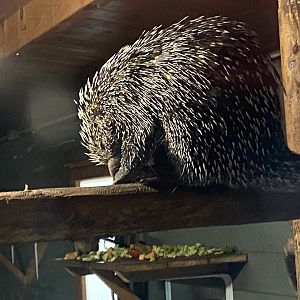Brazilian porcupine 290723