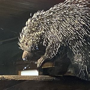 Brazilian porcupine 290723