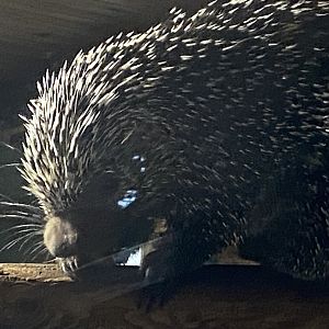 Brazilian porcupine 290723