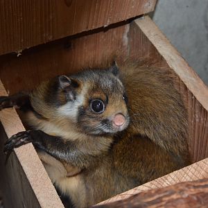 Central Japanese giant flying squirrel (Petaurista leucogenys oreas)