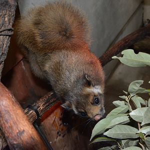 Central Japanese giant flying squirrel (Petaurista leucogenys oreas)