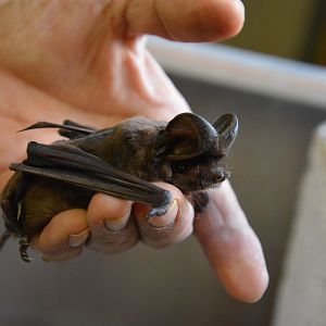 East Asian free-tailed bat (Tadarida insignis)