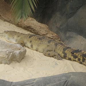 Caroline- Slender snouted Crocodile- Chimpanzee Lookout- 2/6/2023
