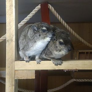 Yellow spotted hyrax