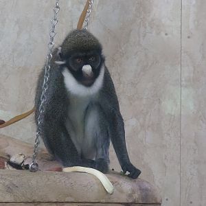 Lesser spot nosed guenon 30/7/23