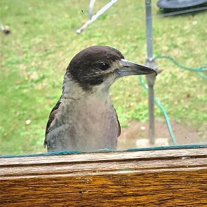Butcher bird watching me through the window