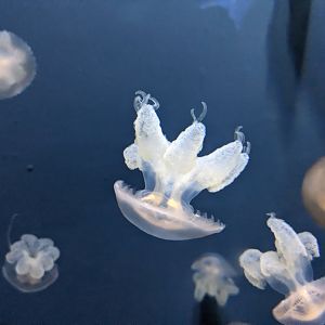 Marbled jelly