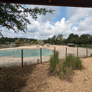 Wanyama overlook of Asian paddock