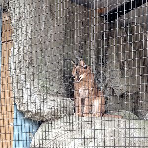 Oasis Outpost - caracol