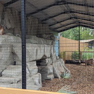 Oasis Outpost - caracol